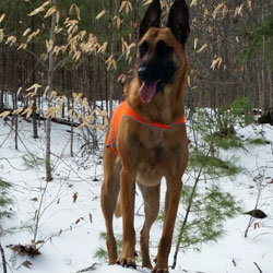 New England K9 Search and Rescue 7