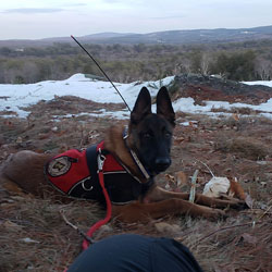 New England K9 Search and Rescue 8