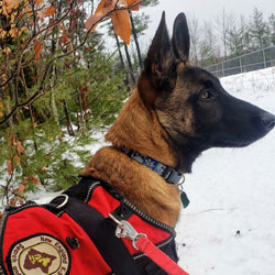 New England K9 Search and Rescue 10