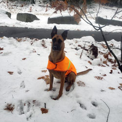 New England K9 Search and Rescue 11