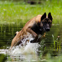 New England K9 Search and Rescue 12