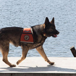 New England K9 Search and Rescue 14