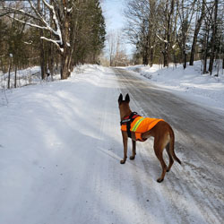 New England K9 Search and Rescue 15