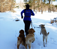 Runner With Dogs